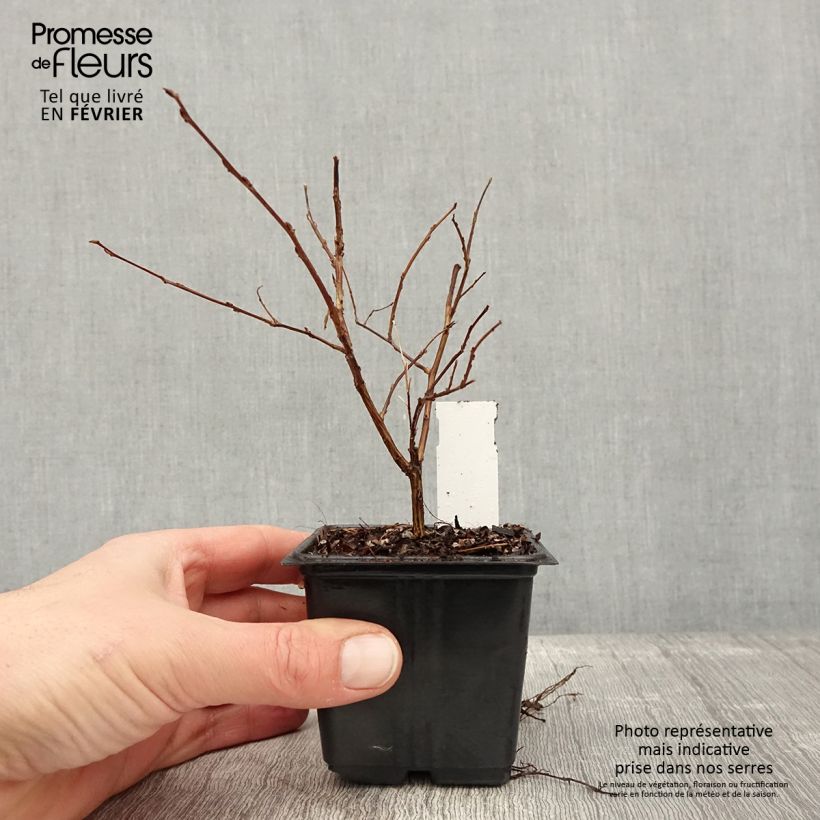 Lagerstroemia Cherry - Mirto crespo Vasetto da 8/9 cm esemplare consegnato in inverno