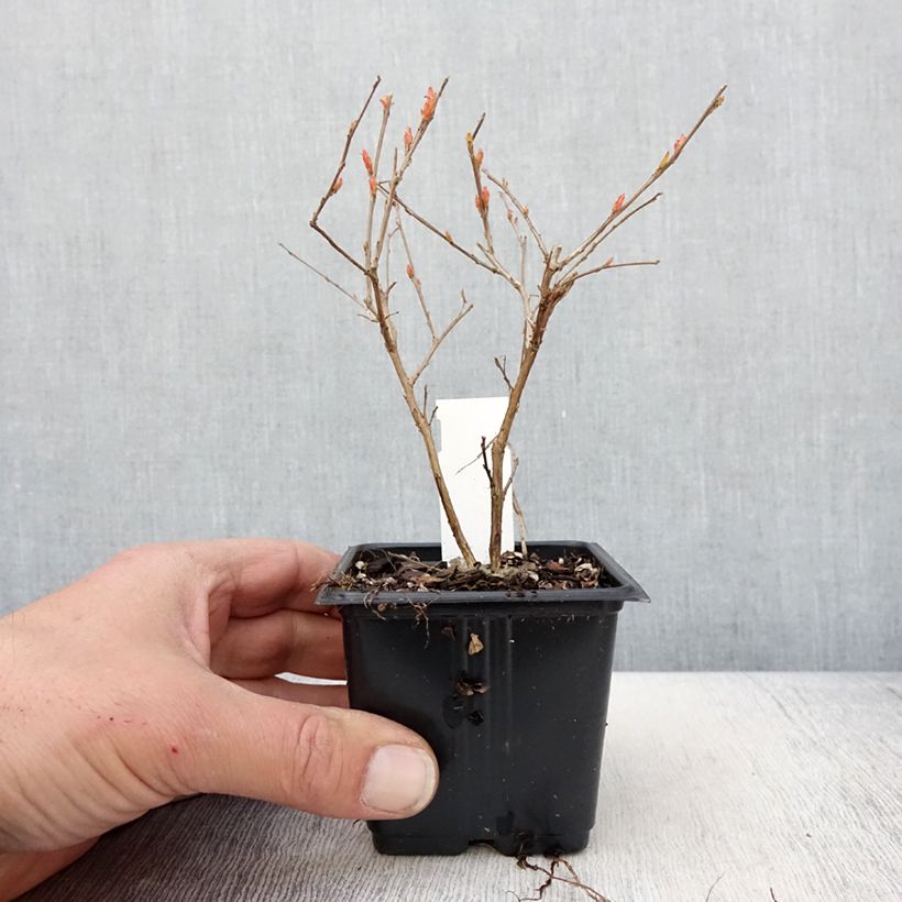 Lagerstroemia Cherry - Mirto crespo Vasetto da 8/9 cm esemplare consegnato in primavera