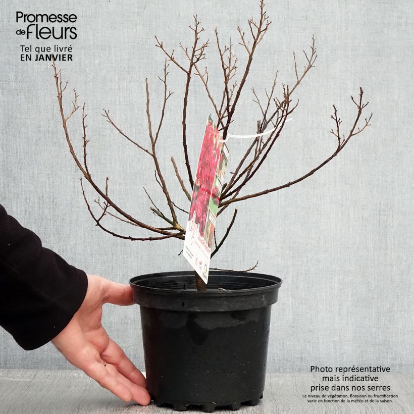 Lagerstroemia Play It Again Double Feature - Mirto crespo Vaso da 2L/3L esemplare consegnato in inverno