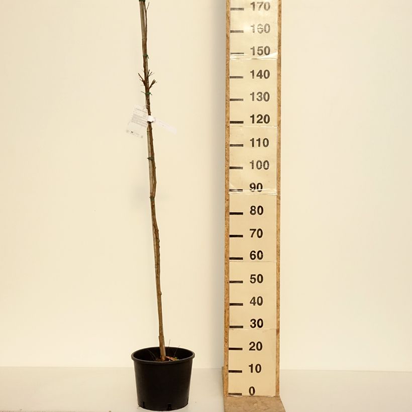 Lagerstroemia Dynamite - Mirto crespo Vaso da 7,5L/10L, Vaso impalcato esemplare consegnato in primavera