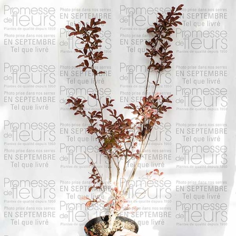 Esempio di esemplare Lagerstroemia Mauve - Mirto crespo Vaso da 2L/3L come consegnato