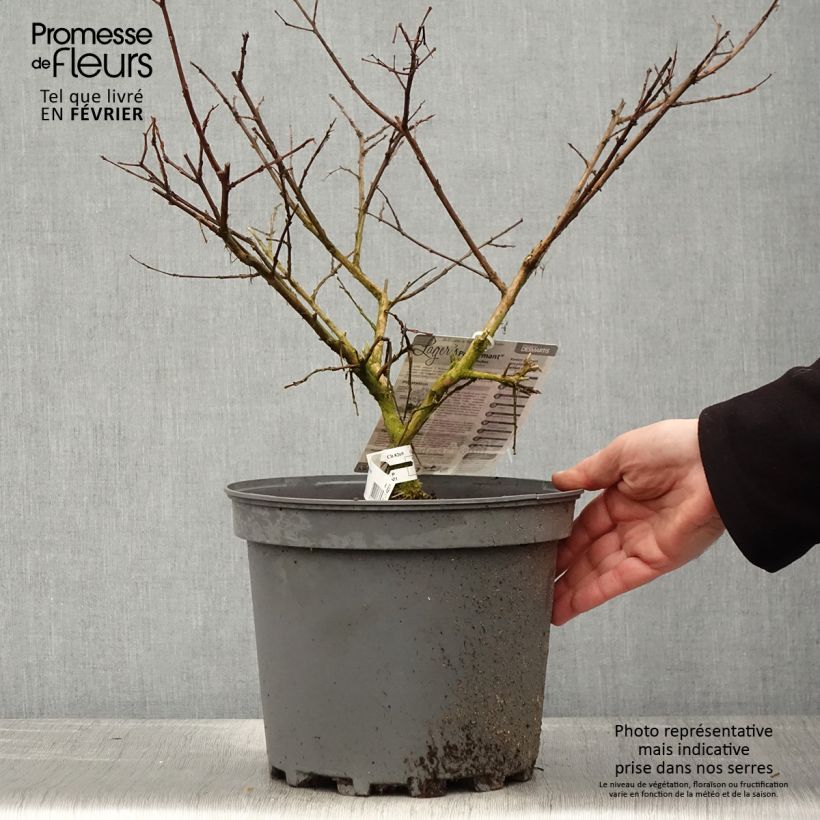 Lagerstroemia Pecharmant - Mirto crespo Vaso da 7,5L/10L esemplare consegnato in inverno