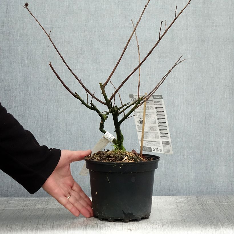 Esemplare di Lagerstroemia Périgord Pourpre - Mirto crespo Vaso da 3L/4L come consegnato in autunno