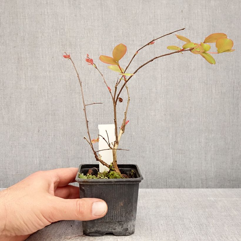 Lagerstroemia Petite Snow - Mirto crespo Vasetto da 8/9 cm esemplare consegnato in primavera