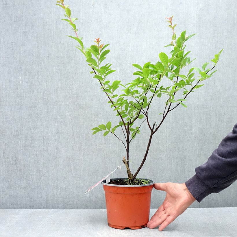 Lagerstroemia Pink Grand Sud - Mirto crespo Vaso da 3L/4L esemplare consegnato in primavera