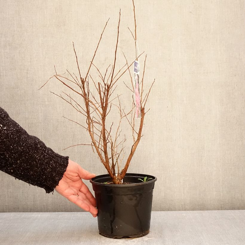 Lagerstroemia Pink Grand Sud - Mirto crespo Vaso da 3L/4L, A cespuglio esemplare consegnato in inverno