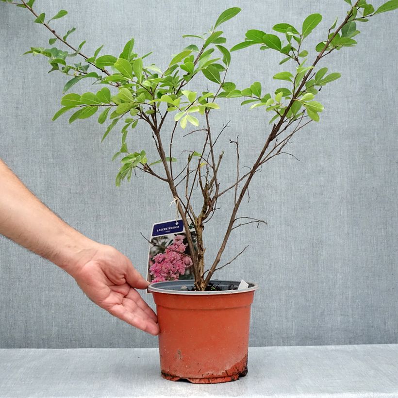 Esemplare di Lagerstroemia Pink Grand Sud - Mirto crespo Vaso da 3L/4L consegnato in estate