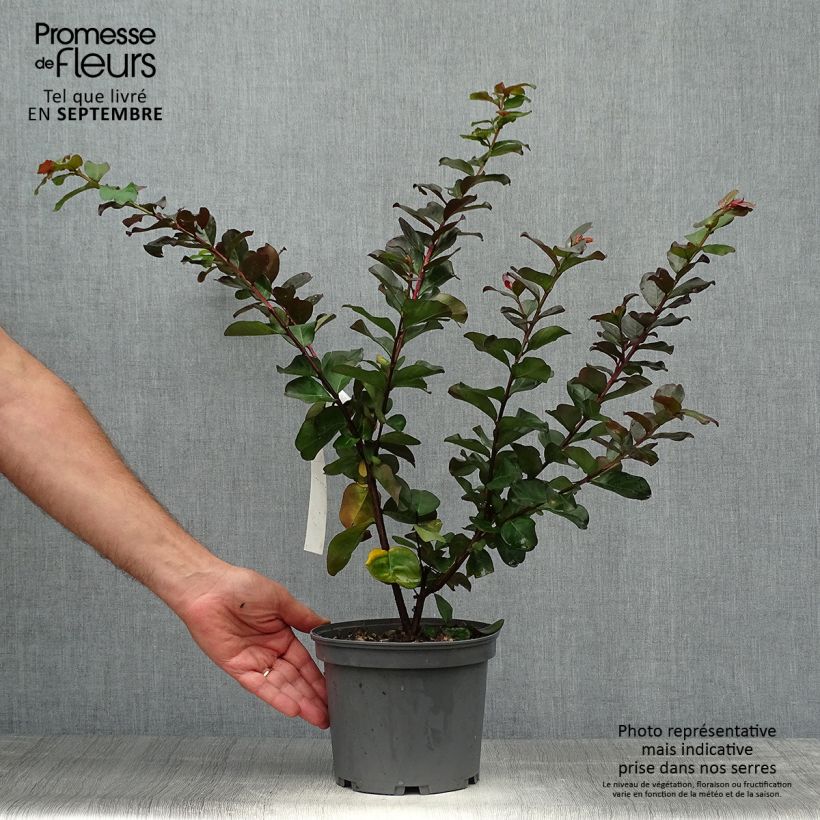 Esemplare di Lagerstroemia Pink Velours - Mirto crespo Vaso da 3L/4L come consegnato in autunno