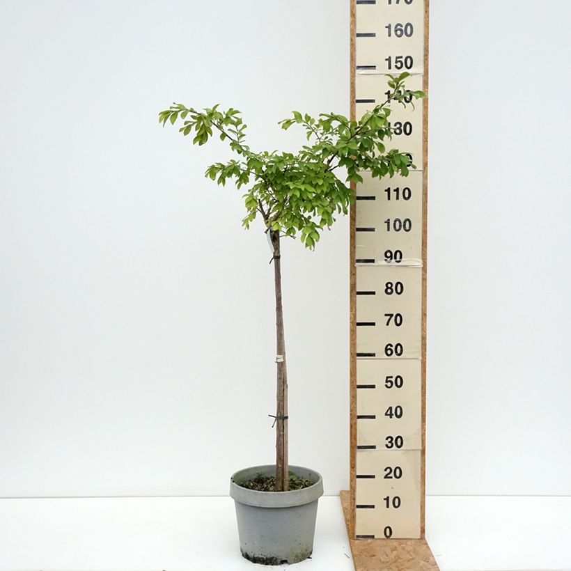 Esemplare di Lagerstroemia Pixie White - Mirto crespo Vaso da 7,5L/10L consegnato in estate