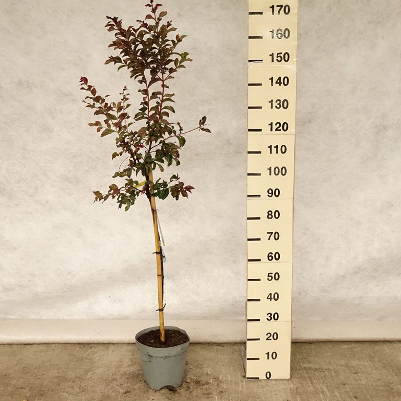 Esemplare di Lagerstroemia Rhapsody in PINK - Mirto crespo Vaso da 7,5L/10L, Vaso impalcato consegnato in estate
