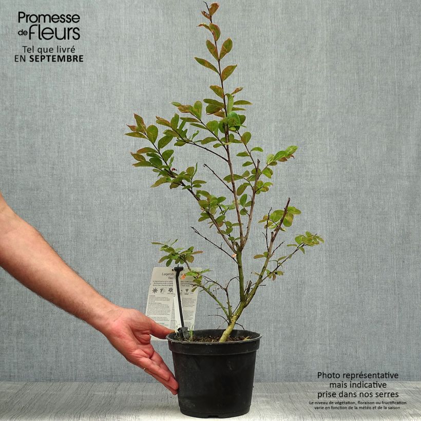 Esemplare di Lagerstroemia Rose Indien - Mirto crespo Vaso da 3L/4L come consegnato in autunno