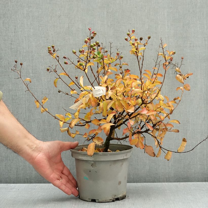 Esemplare di Lagerstroemia Soir d'Eté - Mirto crespo Vaso da 3L/4L come consegnato in autunno