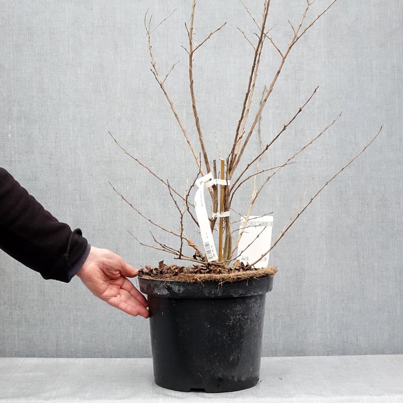 Lagerstroemia Summer Charm Hopi - Mirto crespo Vaso da 7,5L/10L esemplare consegnato in primavera