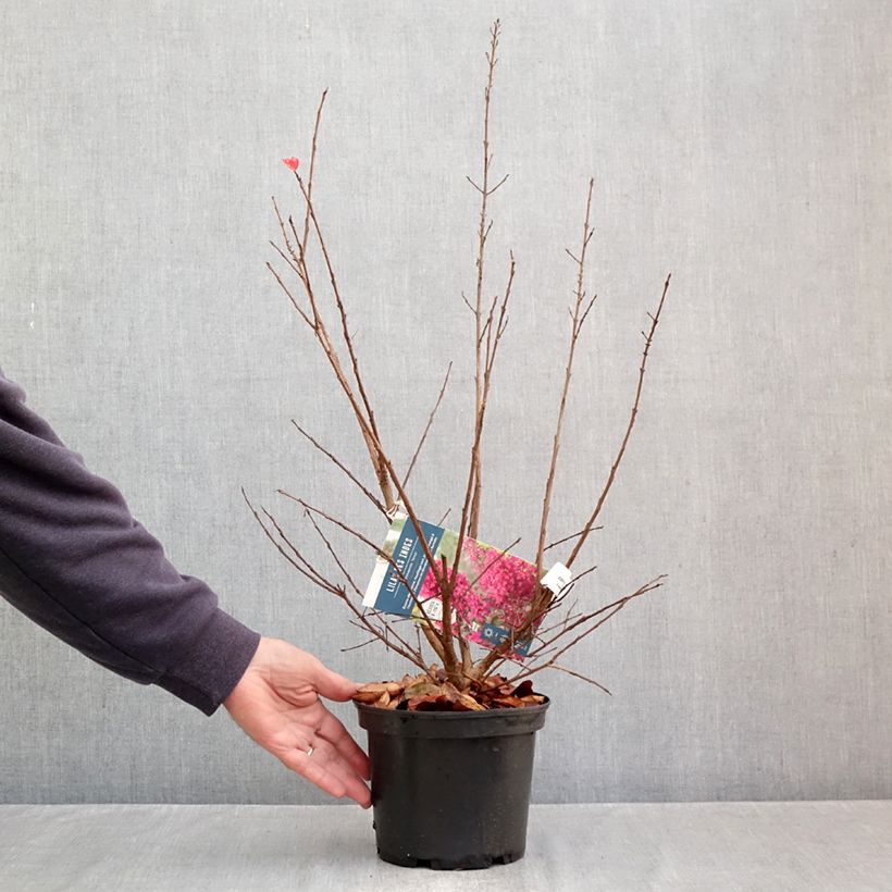 Esemplare di Lagerstroemia Summer Charm Tonto - Mirto crespo Vaso da 3L/4L come consegnato in autunno