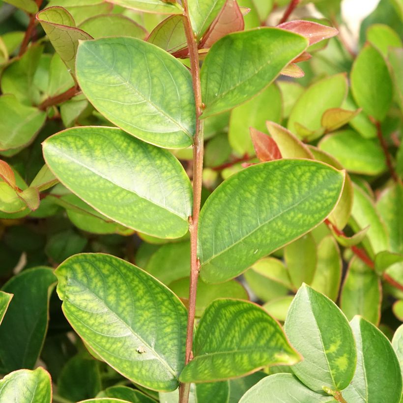 Lagerstroemia Terrasse Rose - Mirto crespo (Fogliame)