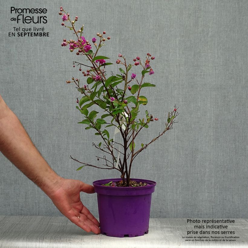 Esemplare di Lagerstroemia Violet d'Ete indyvio - Mirto crespo Vaso da 3L/4L come consegnato in autunno