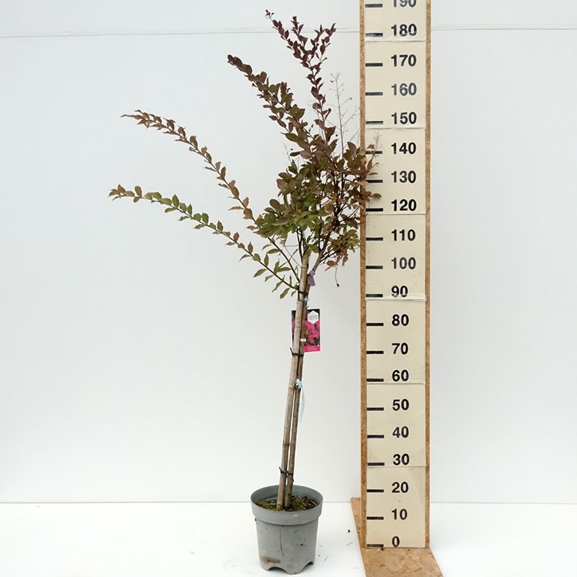 Esemplare di Lagerstroemia With Love Kiss - Mirto crespo Vaso da 7,5L/10L consegnato in estate