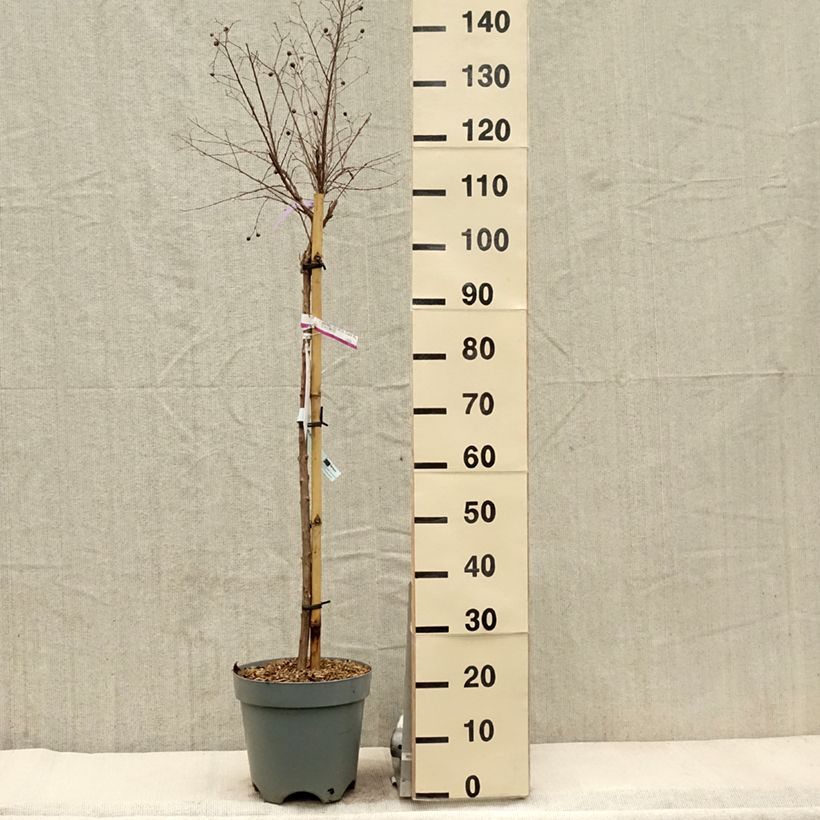 Lagerstroemia With Love Kiss - Mirto crespo Vaso da 7,5L/10L esemplare consegnato in primavera