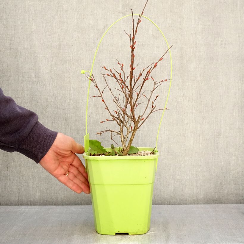 Lagerstroemia With Love Kiss - Mirto crespo Vaso da 3L/4L esemplare consegnato in primavera