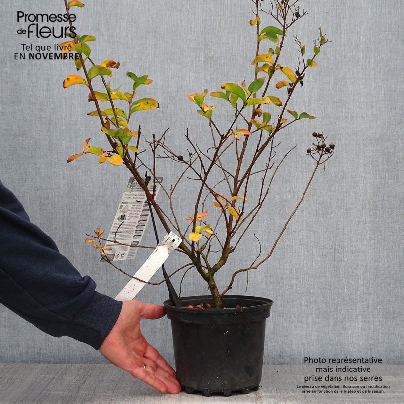 Esemplare di Lagerstroemia Yang Tse - Mirto crespo Vaso da 3L/4L come consegnato in autunno