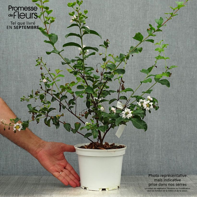 Esemplare di Lagerstroemia Neige d'Eté - Mirto crespo Vaso da 3L/4L come consegnato in autunno