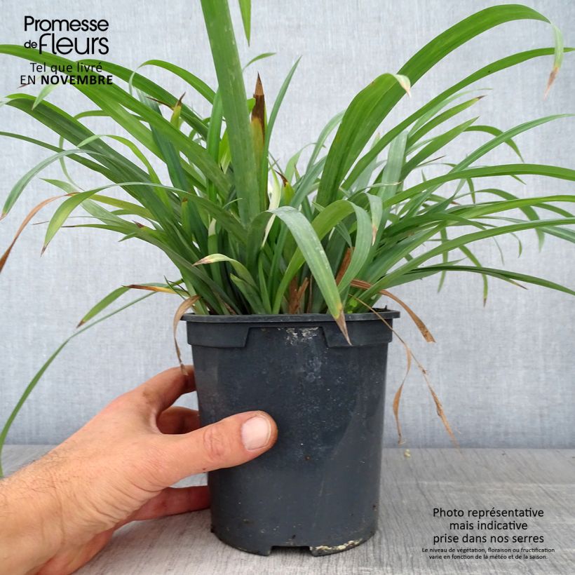 Esemplare di Carex laxiculmis Bunny Blue Vaso da 2L/3L come consegnato in autunno