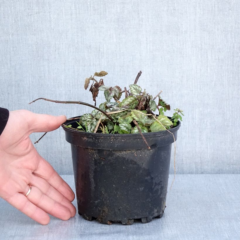 Lamium galeobdolon Florentinum Vaso da 2L/3L esemplare consegnato in inverno