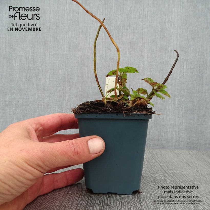 Esemplare di Lamium galeobdolon Kirkcudbright Dwarf Vasetto da 8/9 cm come consegnato in autunno