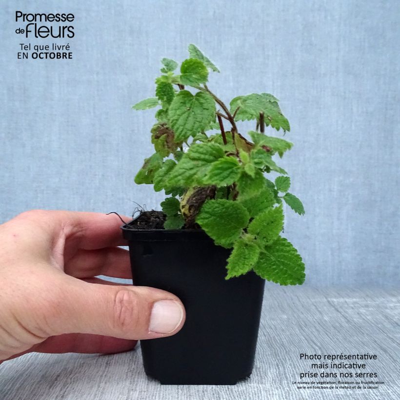 Esemplare di Lamium galeobdolon - Falsa ortica gialla Vasetto da 8/9 cm come consegnato in autunno