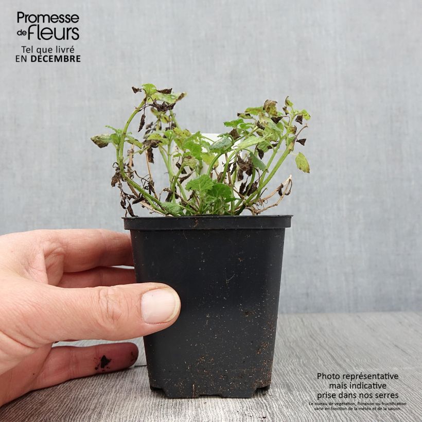 Esemplare di Lamium maculatum Album Vasetto da 8/9 cm come consegnato in autunno