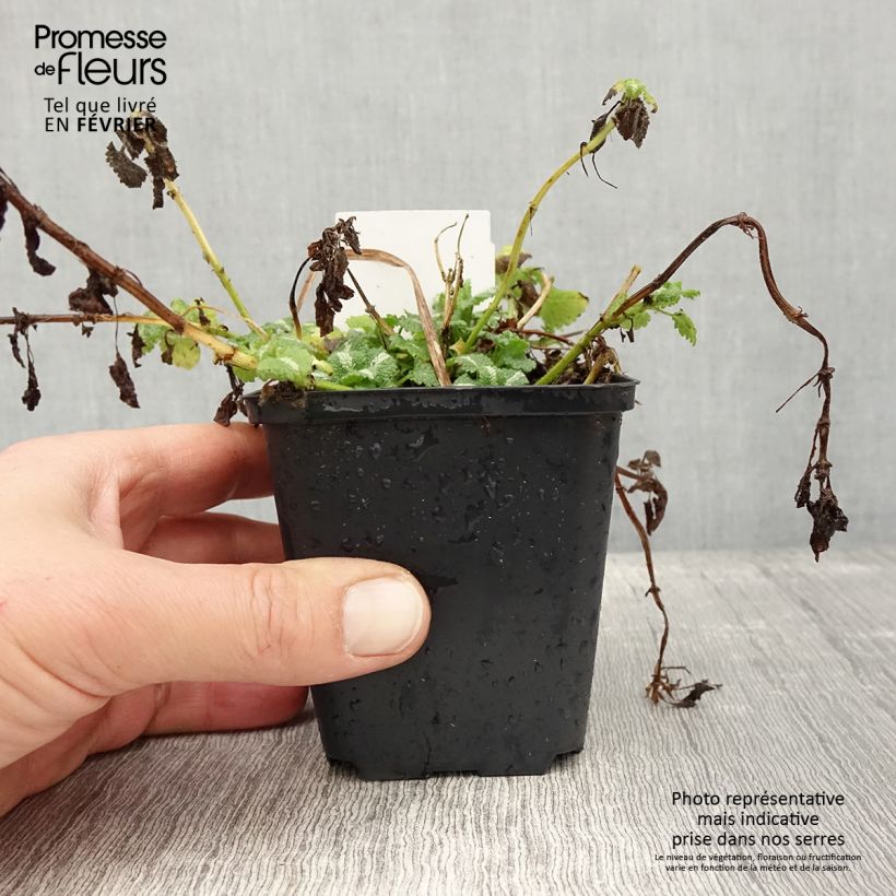 Lamium maculatum Album Vasetto da 8/9 cm esemplare consegnato in inverno
