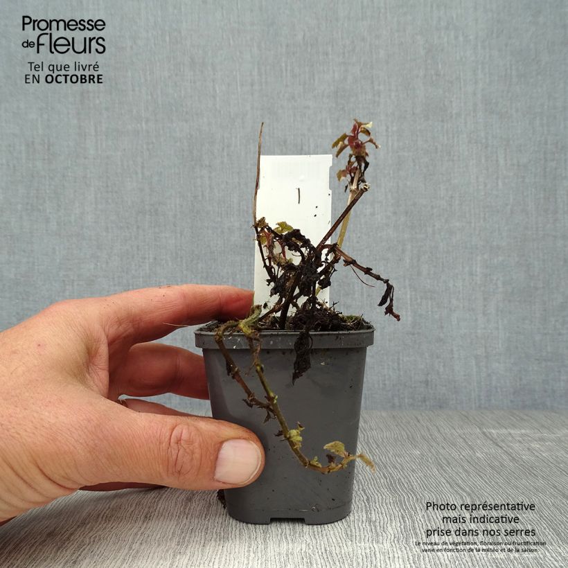 Esemplare di Lamium maculatum Anne Greenaway Vasetto da 8/9 cm come consegnato in autunno