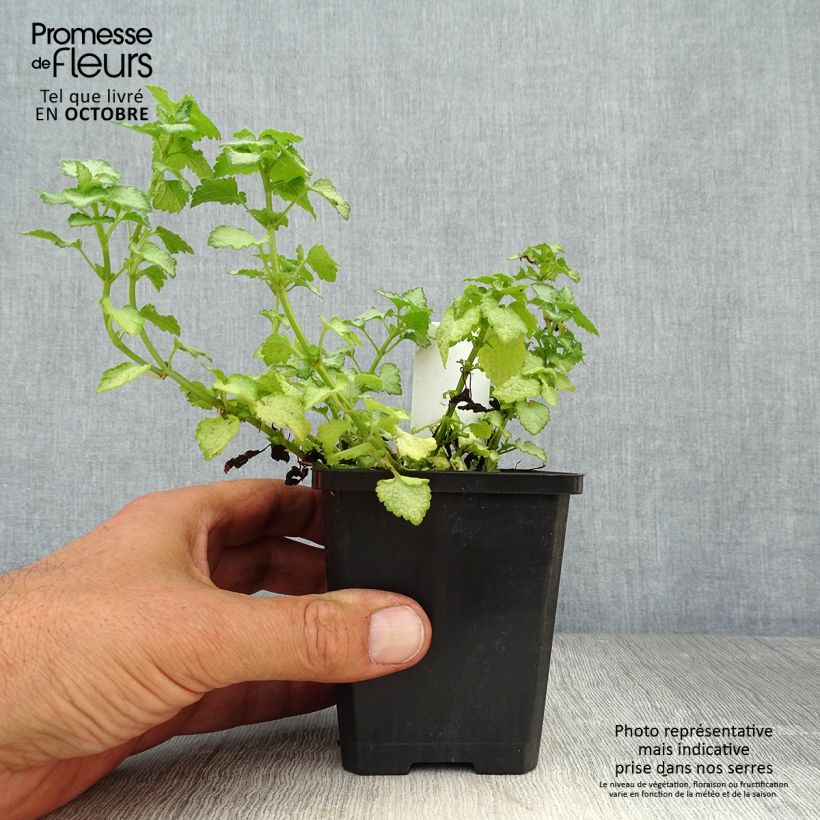 Esemplare di Lamium maculatum Pink Pewter Vasetto da 8/9 cm come consegnato in autunno
