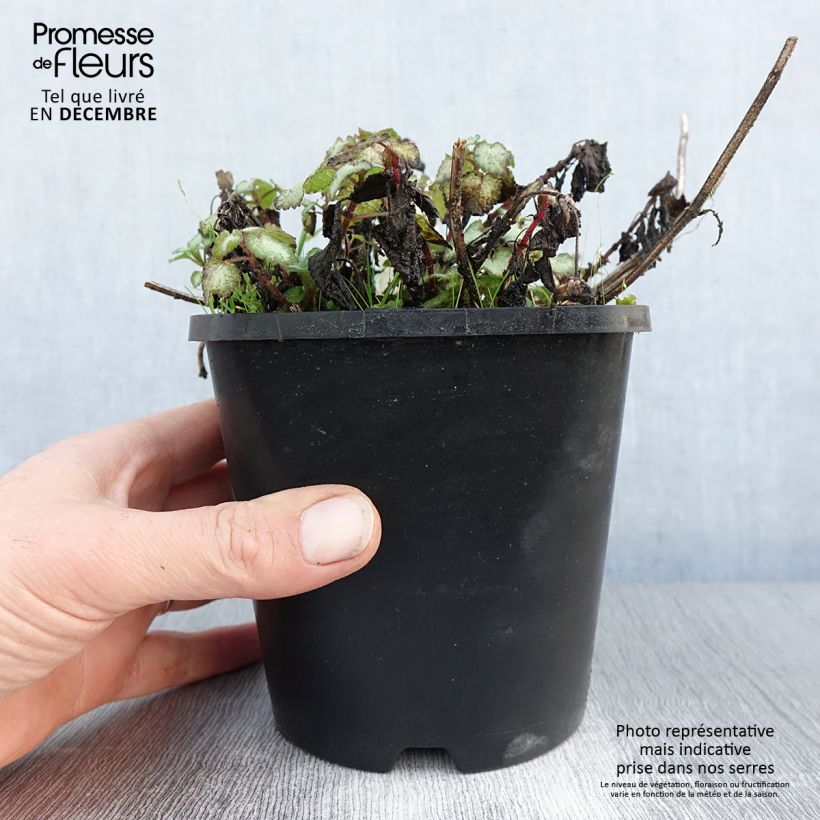 Lamium maculatum Purple Dragon Vaso da 1,5L/2L esemplare consegnato in inverno