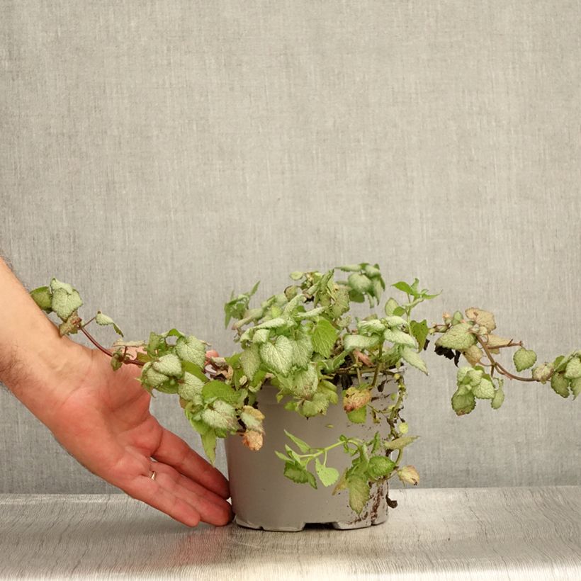 Esemplare di Lamium maculatum Red Nancy Vaso da 2L/3L consegnato in estate