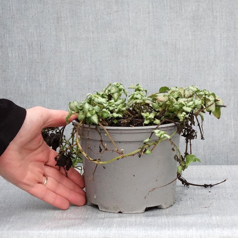 Lamium maculatum Red Nancy Vaso da 2L/3L esemplare consegnato in inverno