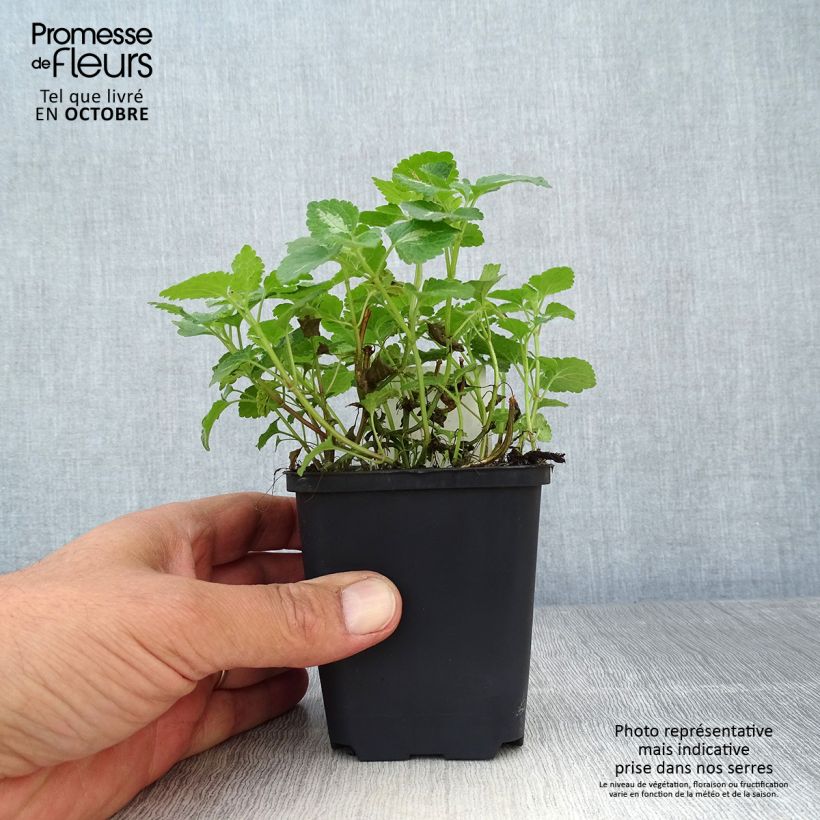 Esemplare di Lamium maculatum Roseum Vasetto da 8/9 cm come consegnato in autunno