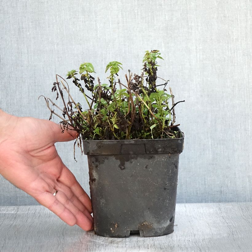 Esemplare di Lamium maculatum Shell Pink Vaso da 2L/3L come consegnato in autunno