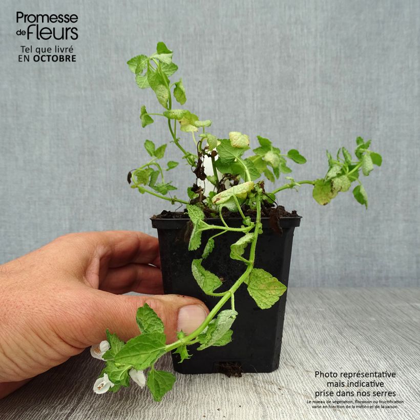 Esemplare di Lamium maculatum White Nancy Vasetto da 8/9 cm come consegnato in autunno