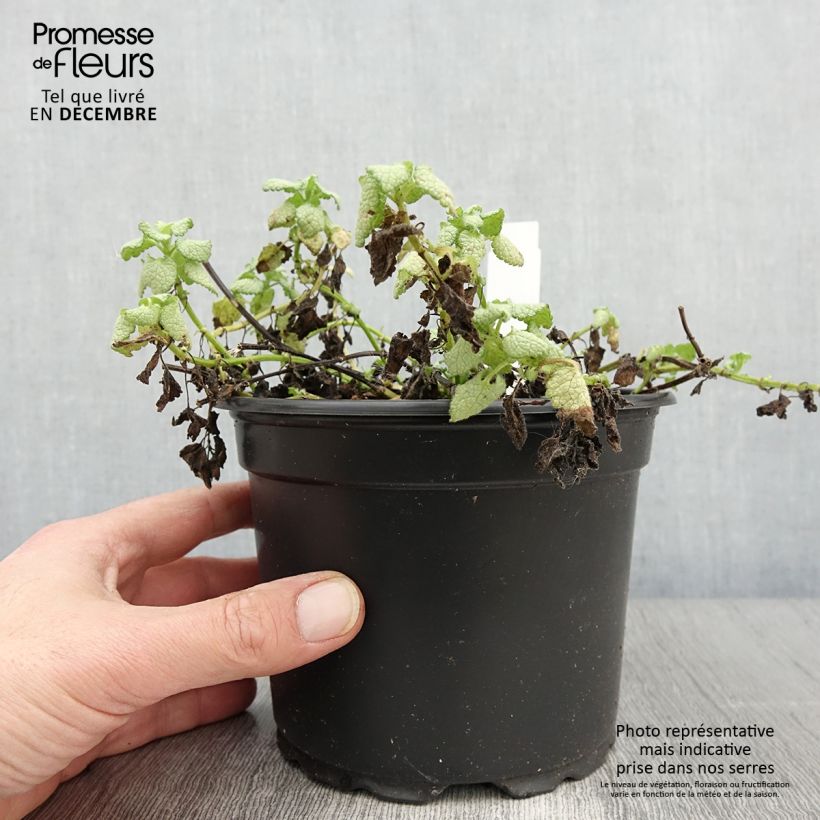 Esemplare di Lamium maculatum White Nancy Vaso da 2L/3L come consegnato in autunno