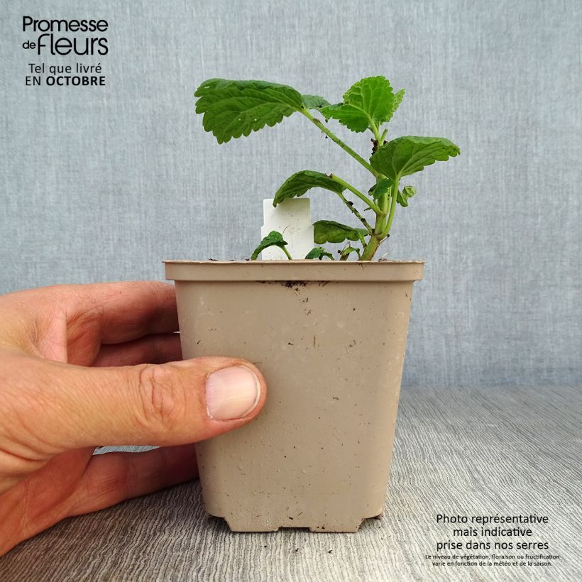 Esemplare di Lamium orvala Album Vasetto da 8/9 cm come consegnato in autunno