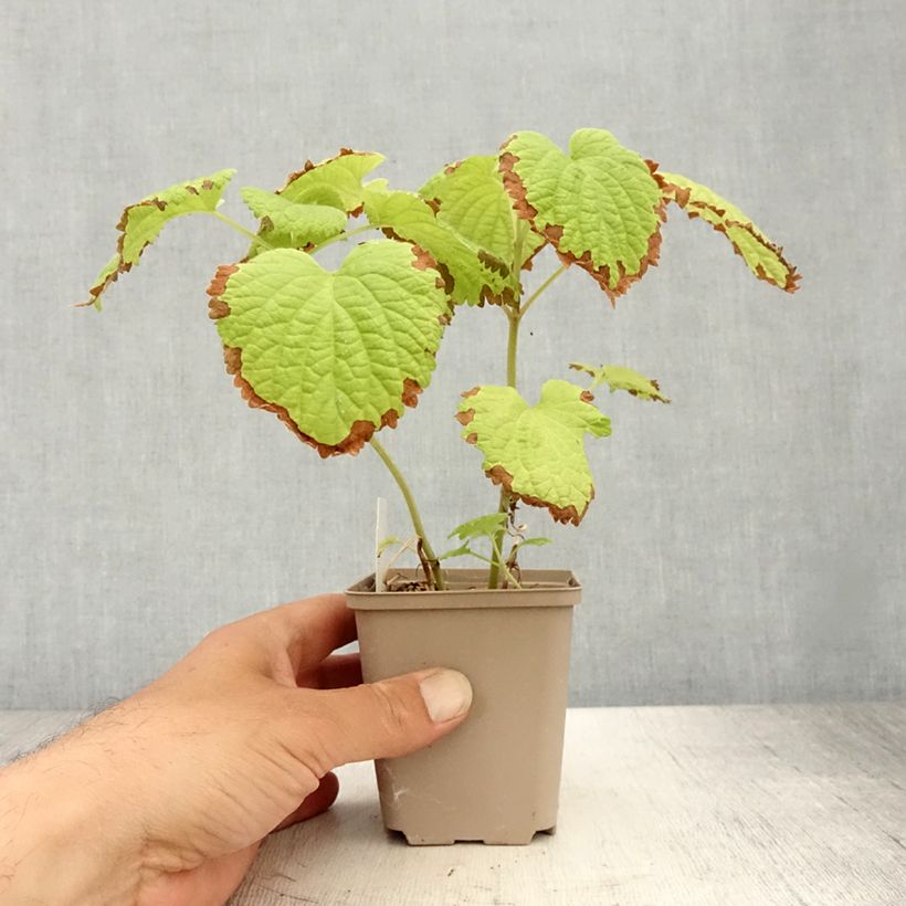 Esemplare di Lamium orvala Album Vasetto da 8/9 cm consegnato in estate