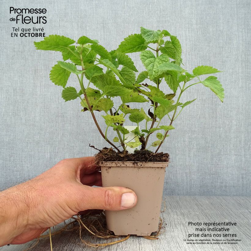 Esemplare di Lamium orvala - Falsa ortica maggiore Vasetto da 8/9 cm come consegnato in autunno