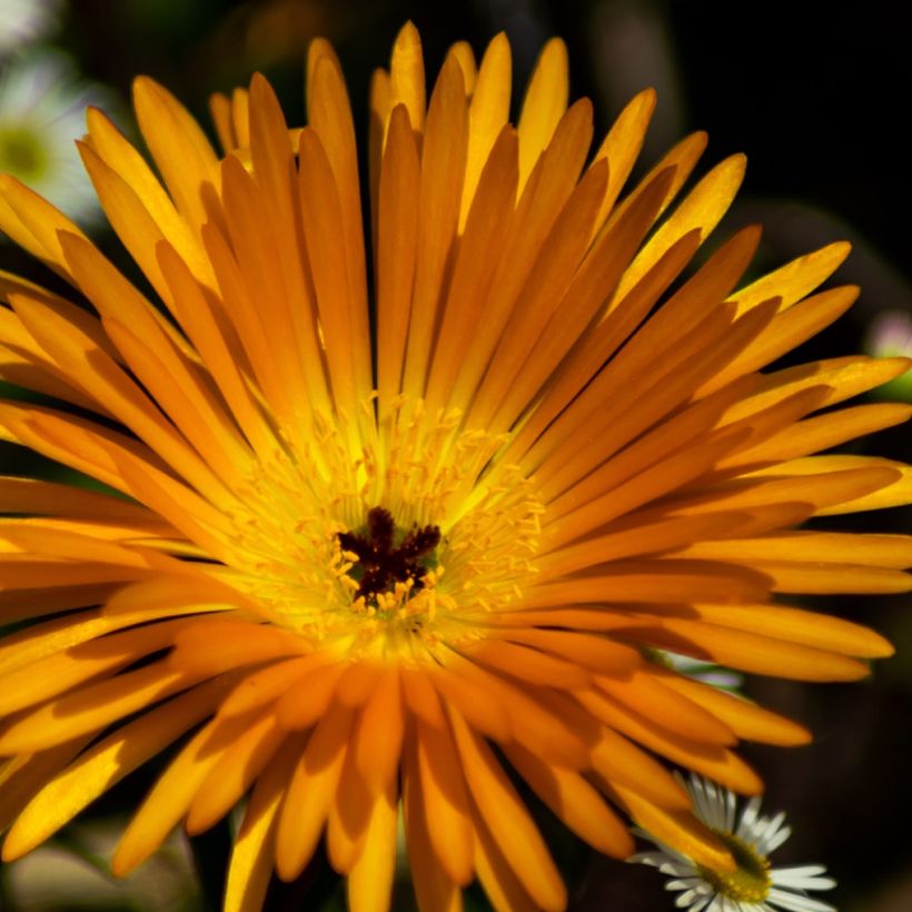 Lampranthus aurantiacus Yellow (Fioritura)