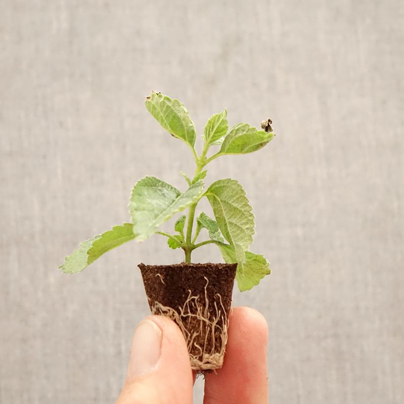 Lantana Shamrock Red mini zolla... esemplare consegnato in primavera