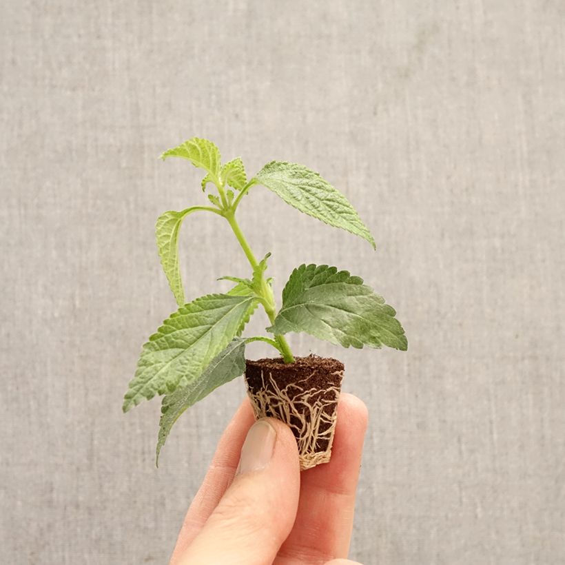 Lantana Shamrock Rose mini zolla... esemplare consegnato in primavera