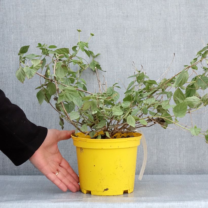 Lantana Chapel Hill Yellow Vaso da 2L/3L esemplare consegnato in inverno