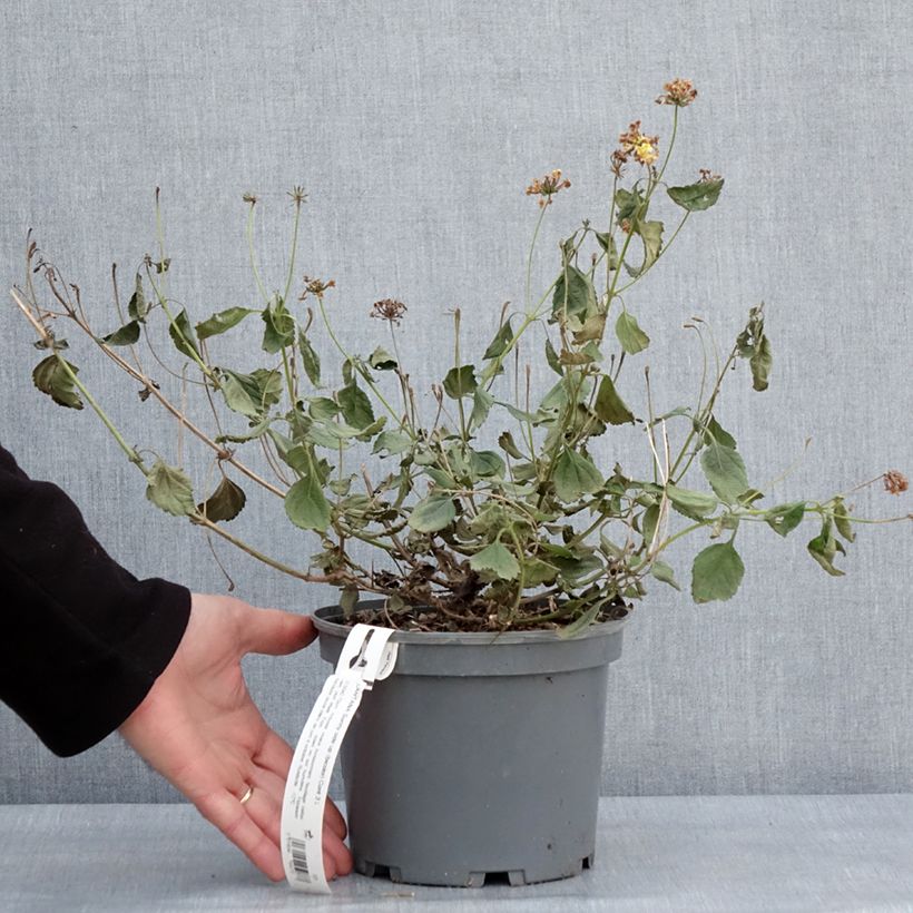 Lantana Chapel Sunny Side Up Vaso da 2L/3L esemplare consegnato in inverno