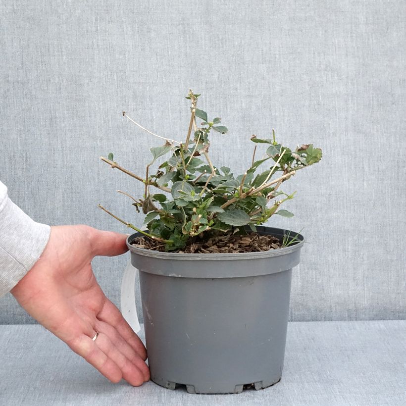 Lantana Chapel Sunny Side Up Vaso da 2L/3L esemplare consegnato in primavera