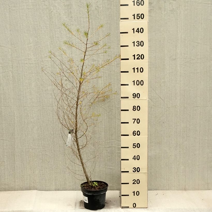 Esemplare di Larix decidua - Larice comune Vaso da 4L/5L come consegnato in autunno